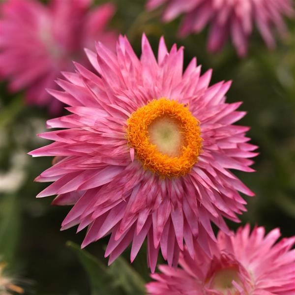 BRACTEANTHA Mohave Pink